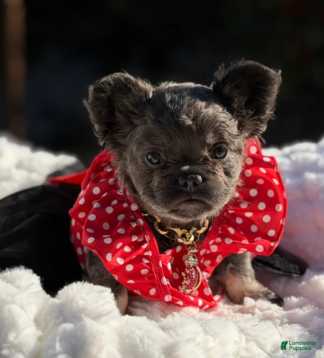 French Bulldog dogs for sale: Miss Halo - Ad 4