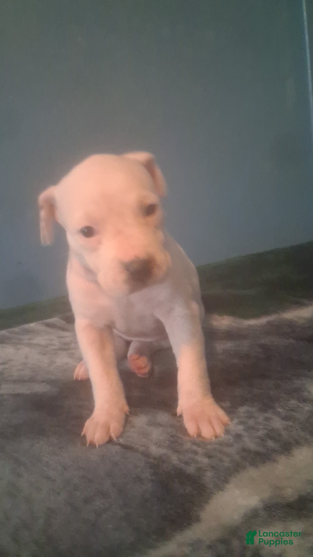 Mixed Breed dogs Female puppy 1 - Ad 1