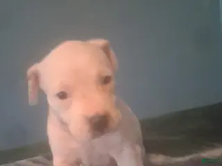 Mixed Breed dogs Female puppy 1 - Ad 1