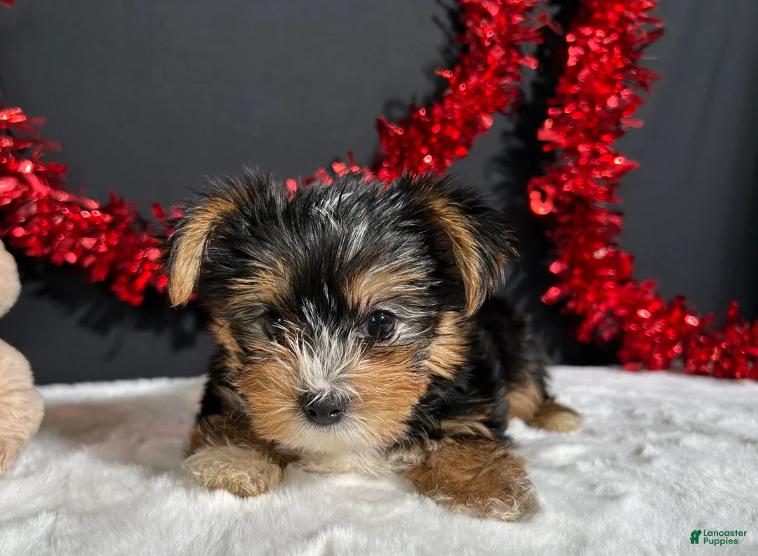 Yorkshire Terrier dogs for sale: Luke - Ad 7