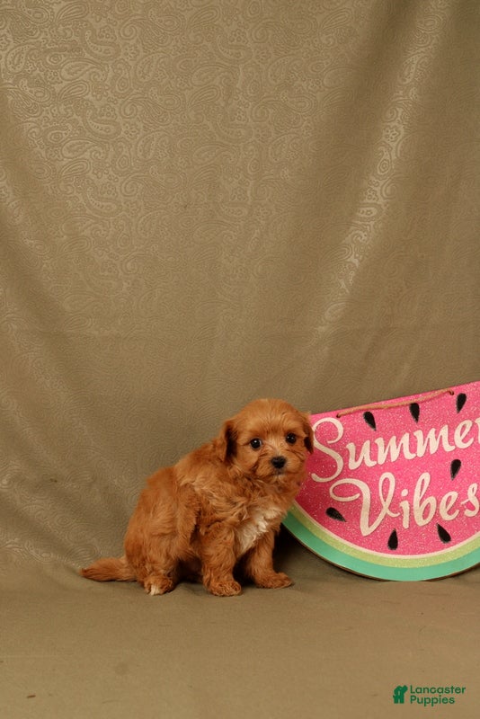 Maltipoo dogs Clark - Ad 2