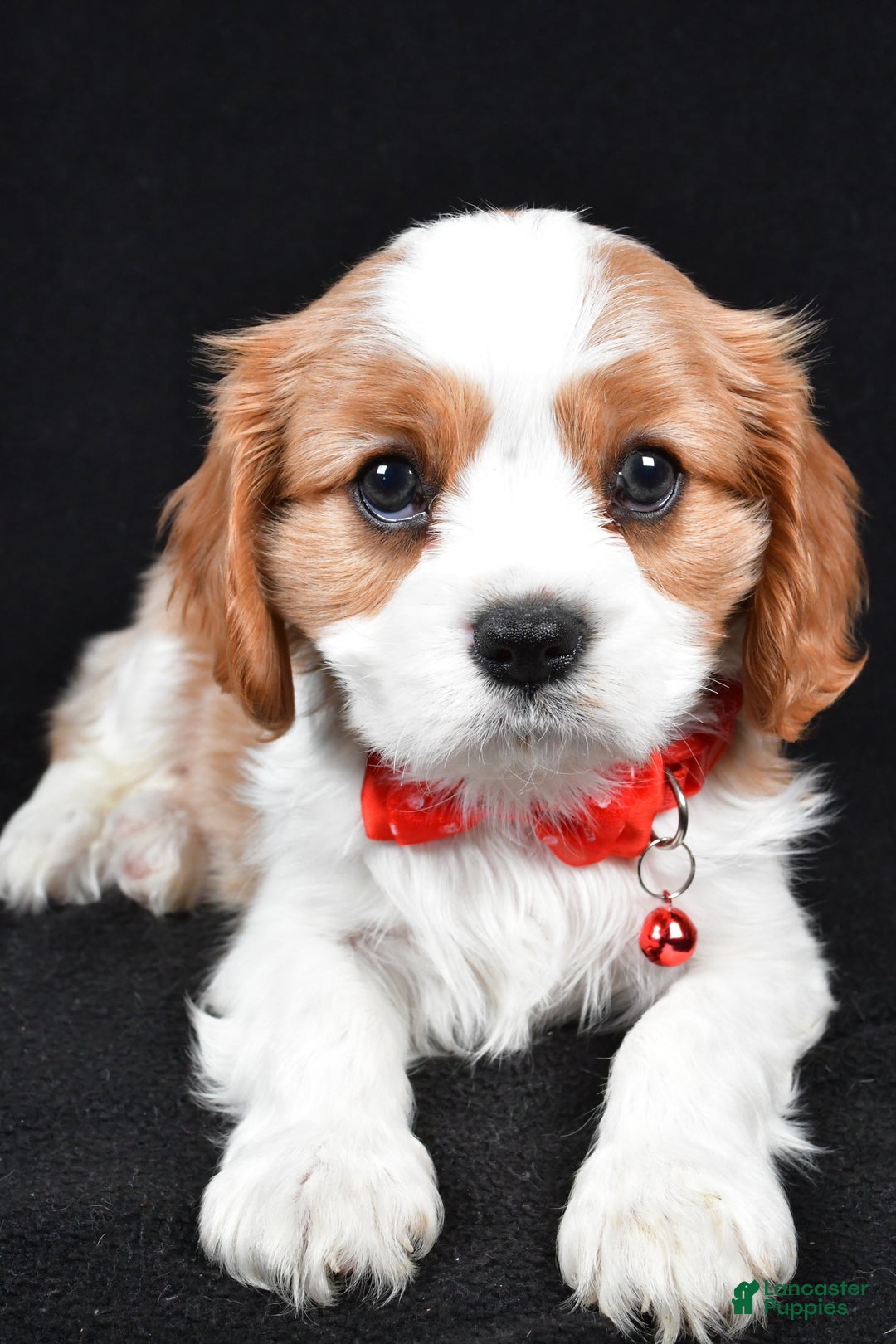 Cavalier King Charles Spaniel dogs for sale: Flash - Ad 4