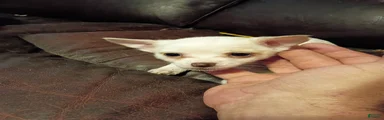 Jack Chi Puppy 5