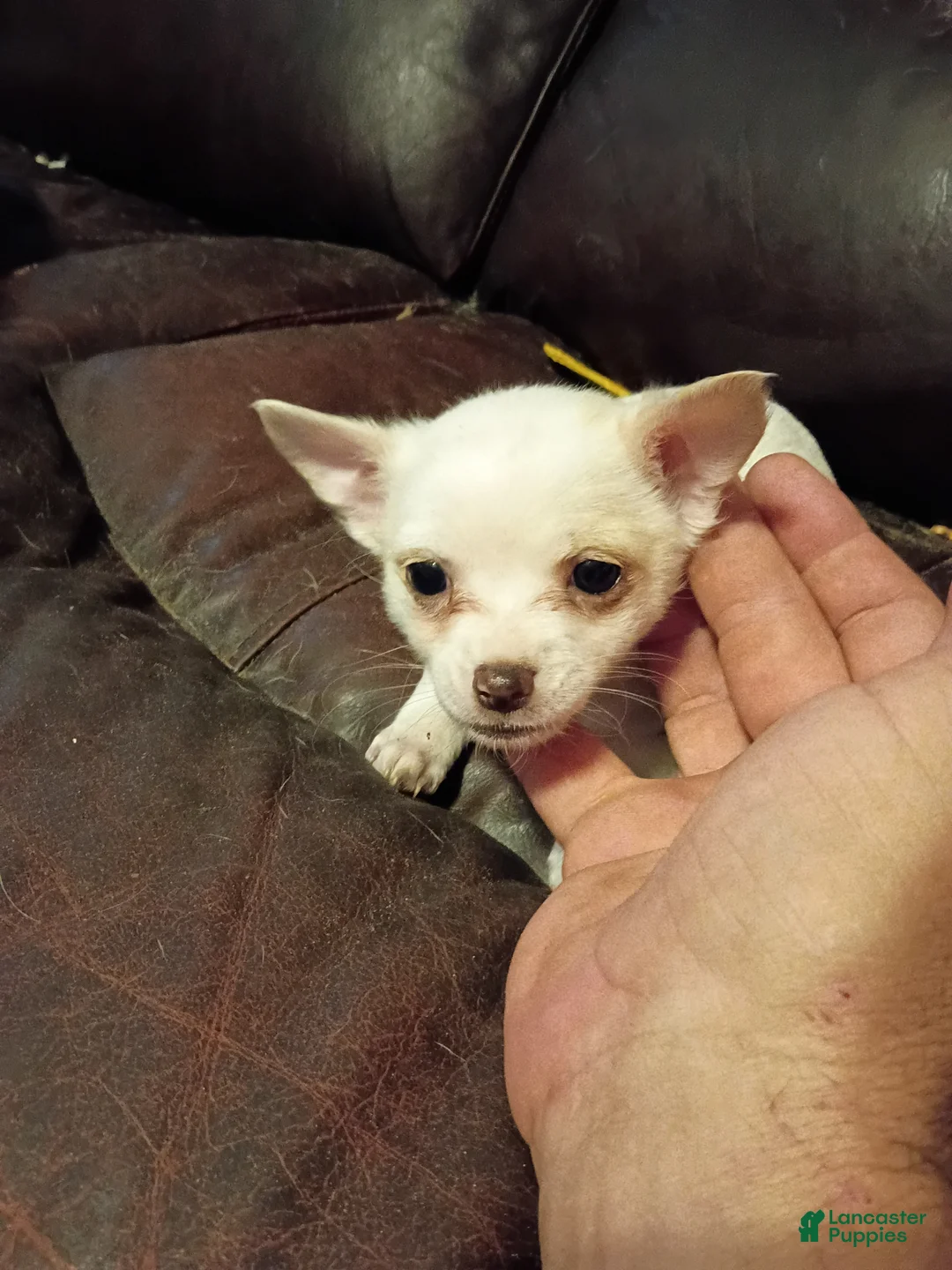 Jack Chi dogs for sale: Jack Chi Puppy 5 - Ad 1