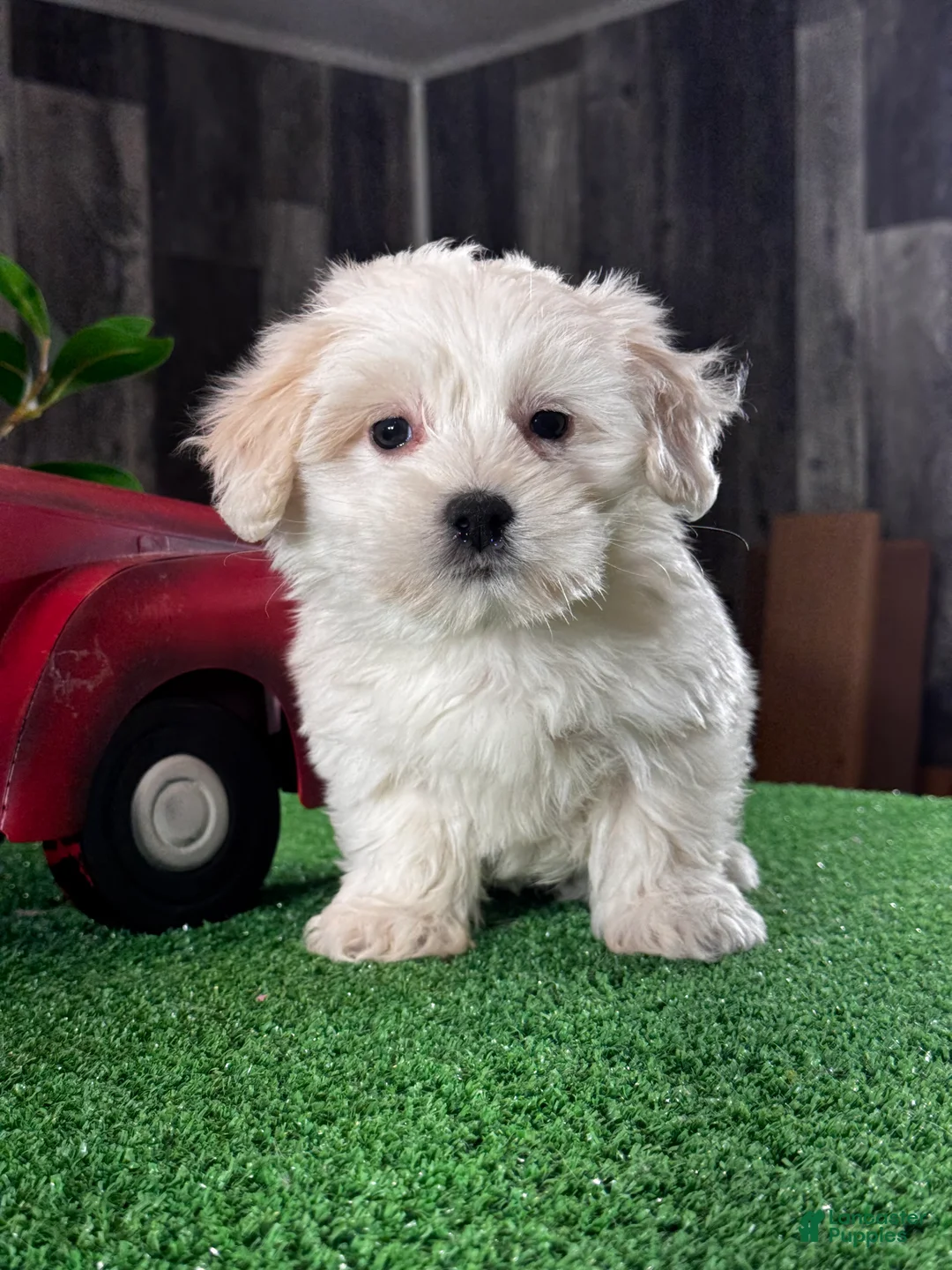 Coton De Tulear dogs for sale: Calvin - Ad 6