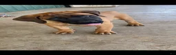South African Boerboels dogs for sale: South African Boerboels 2 - Ad 2