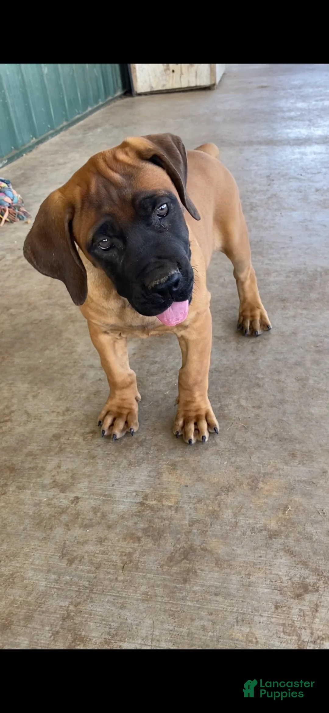 South African Boerboels dogs for sale: South African Boerboels 2 - Ad 2