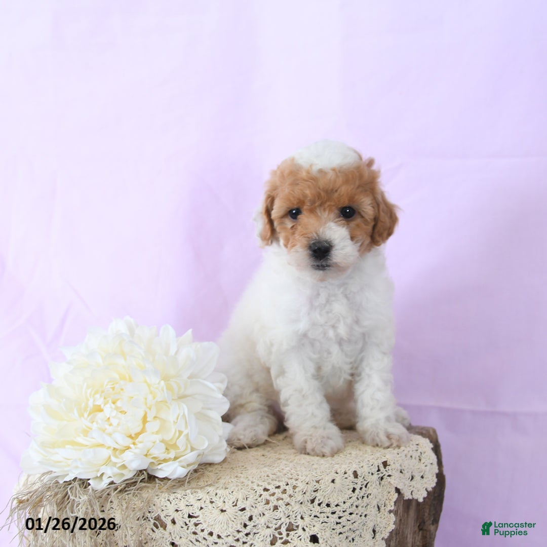 Shihpoo dogs for sale: Ellie - Ad 1