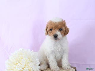 Shihpoo dogs Ellie - Ad 22