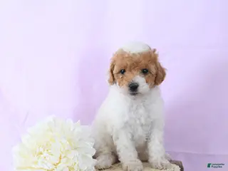 Shihpoo dogs Ellie - Ad 25