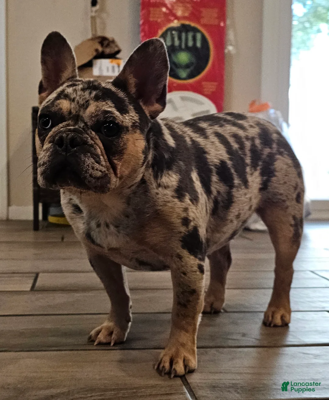 French Bulldog dogs for sale: French Bulldog Puppy 1 - Ad 22