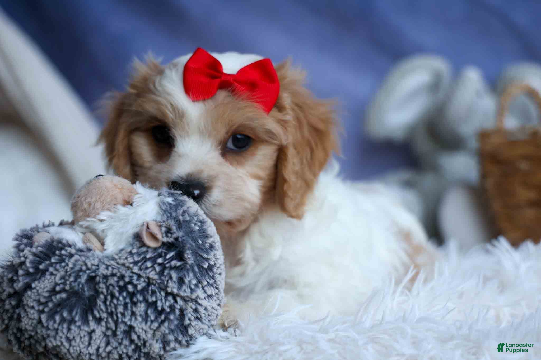 Cavachon dogs ROSCOE - Ad 1
