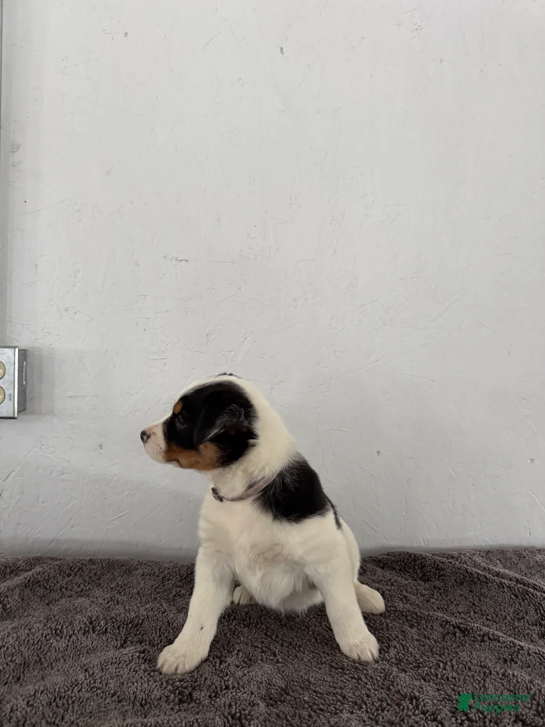 Mixed Breed dogs for sale: Buttercup - Ad 10
