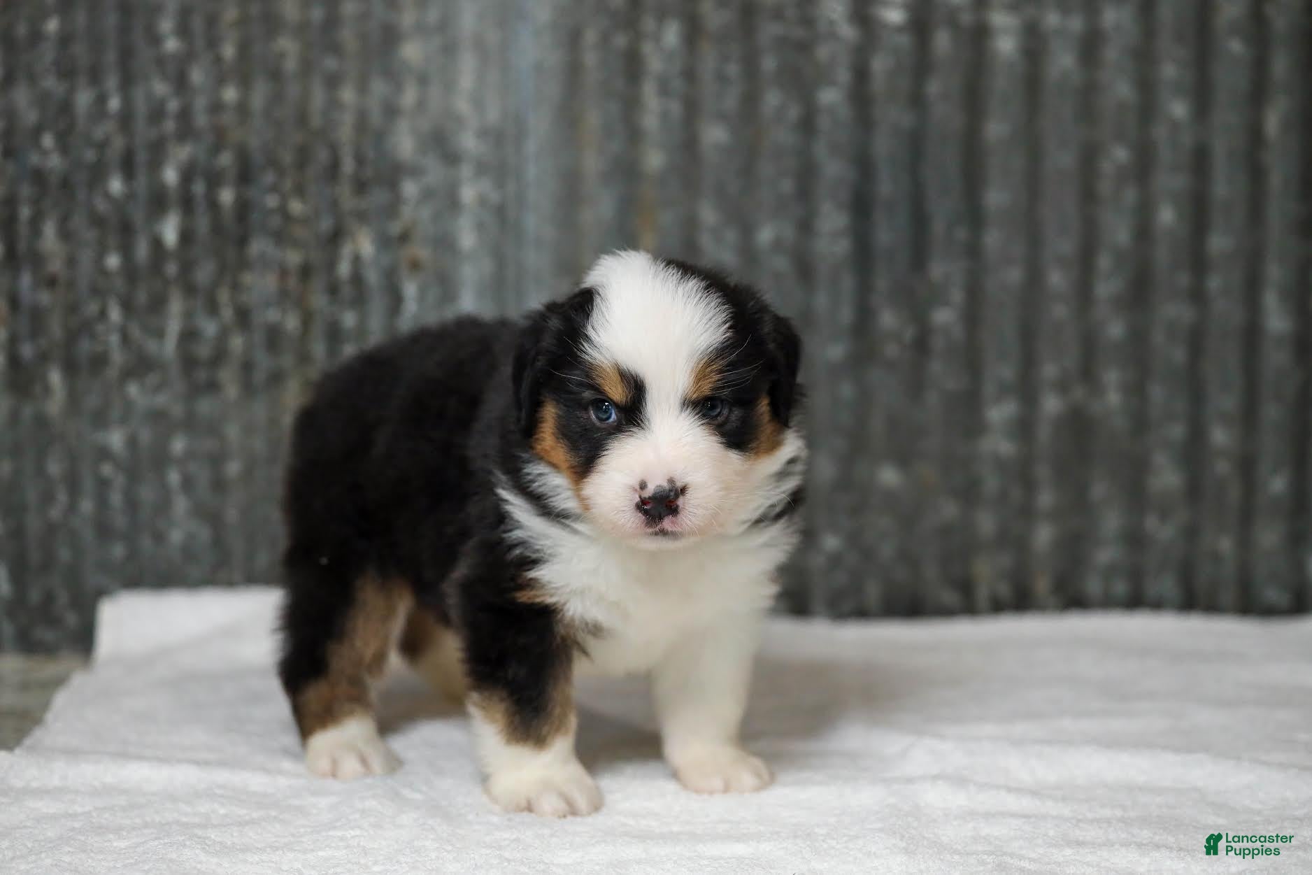 Miniature Australian Shepherd dogs Ladon Miniature Australian Shepherd Puppy  - Ad 1