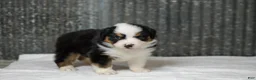 Miniature Australian Shepherd dogs for sale: Ladon Miniature Australian Shepherd Puppy  - Ad 5