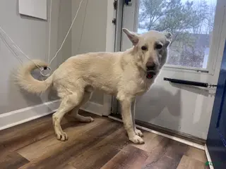 German Shepherd dogs Puppy 1 - Ad 30