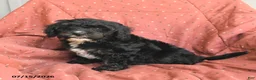 Mini Bernedoodle dogs for sale: Abby - Ad 4