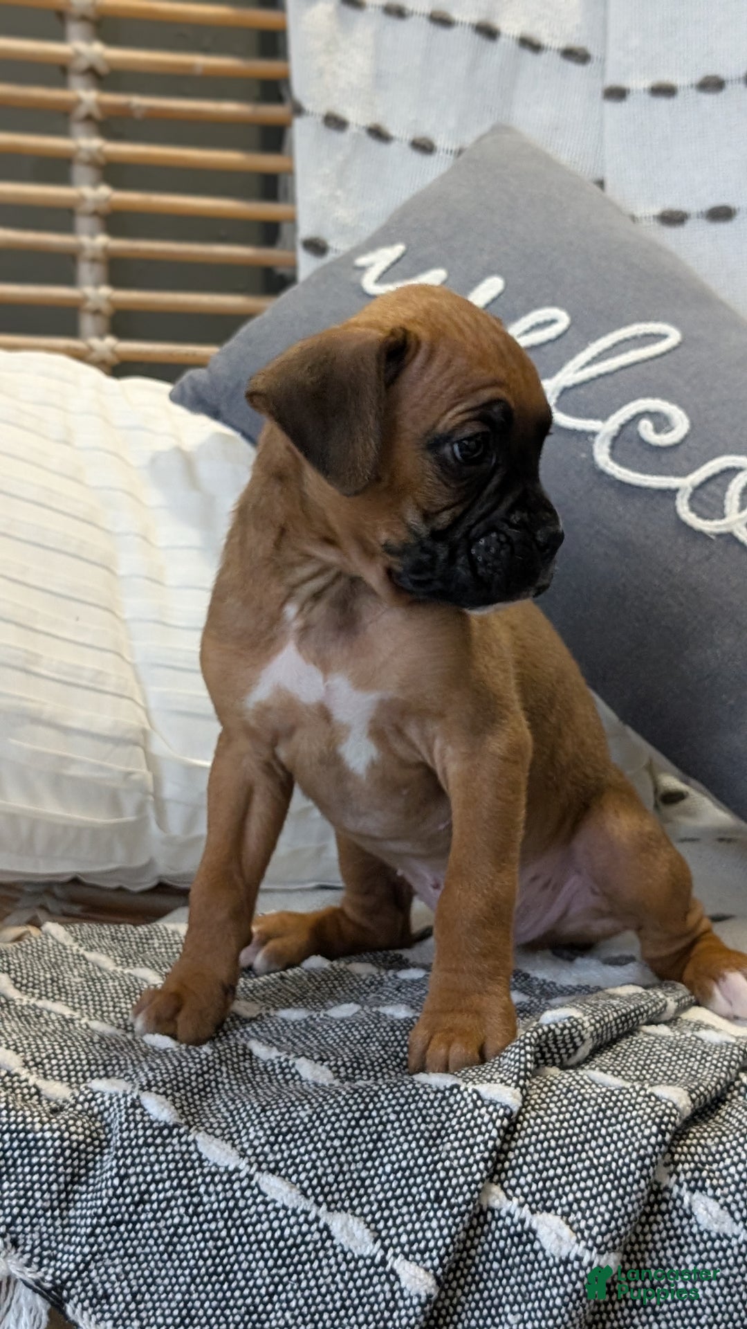 Boxer dogs for sale: Hunter - Ad 7