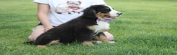 Bernese Mountain Dog dogs for sale: Moose  - Ad 10