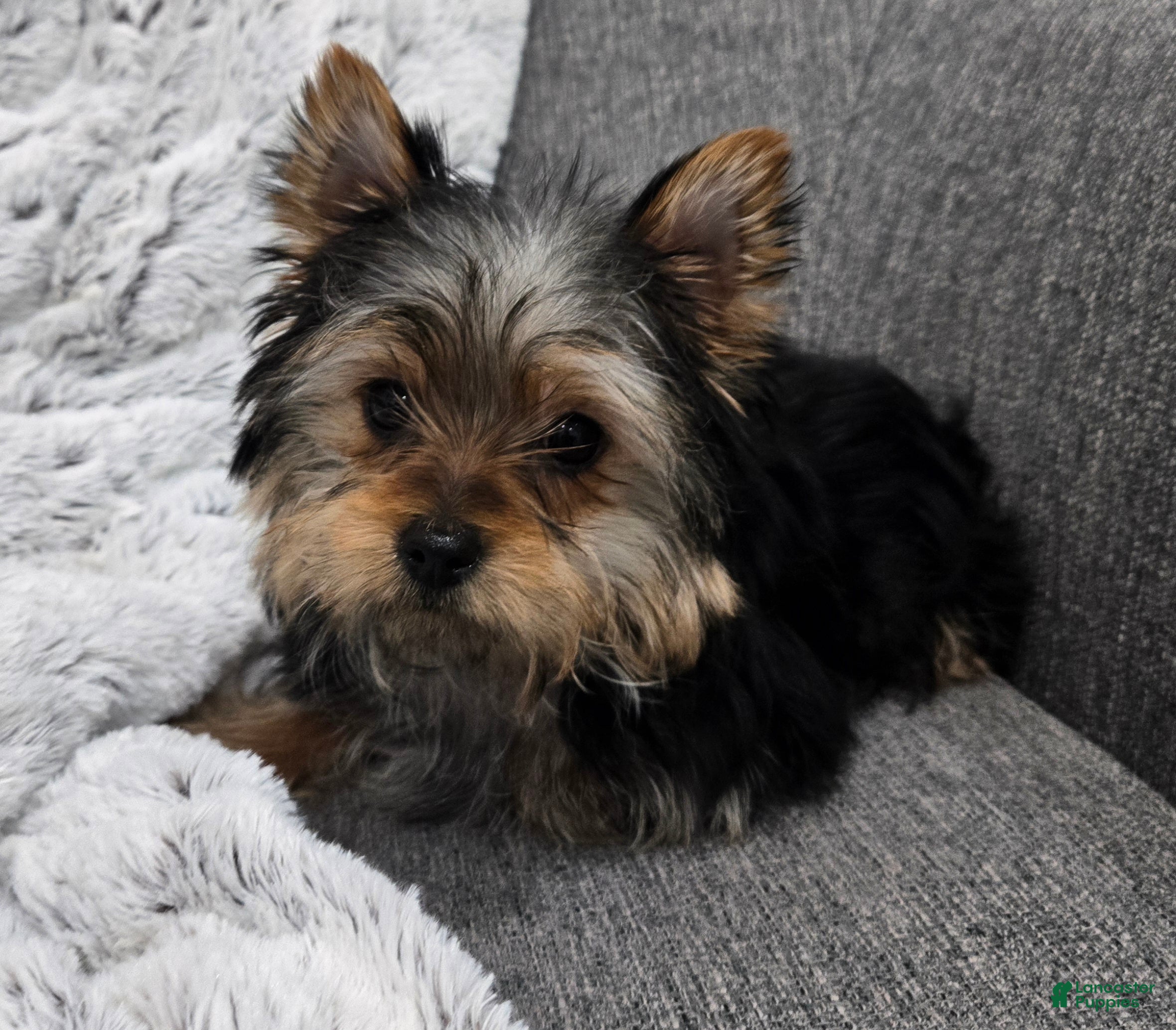 Yorkshire Terrier dogs Zoey  - Ad 2