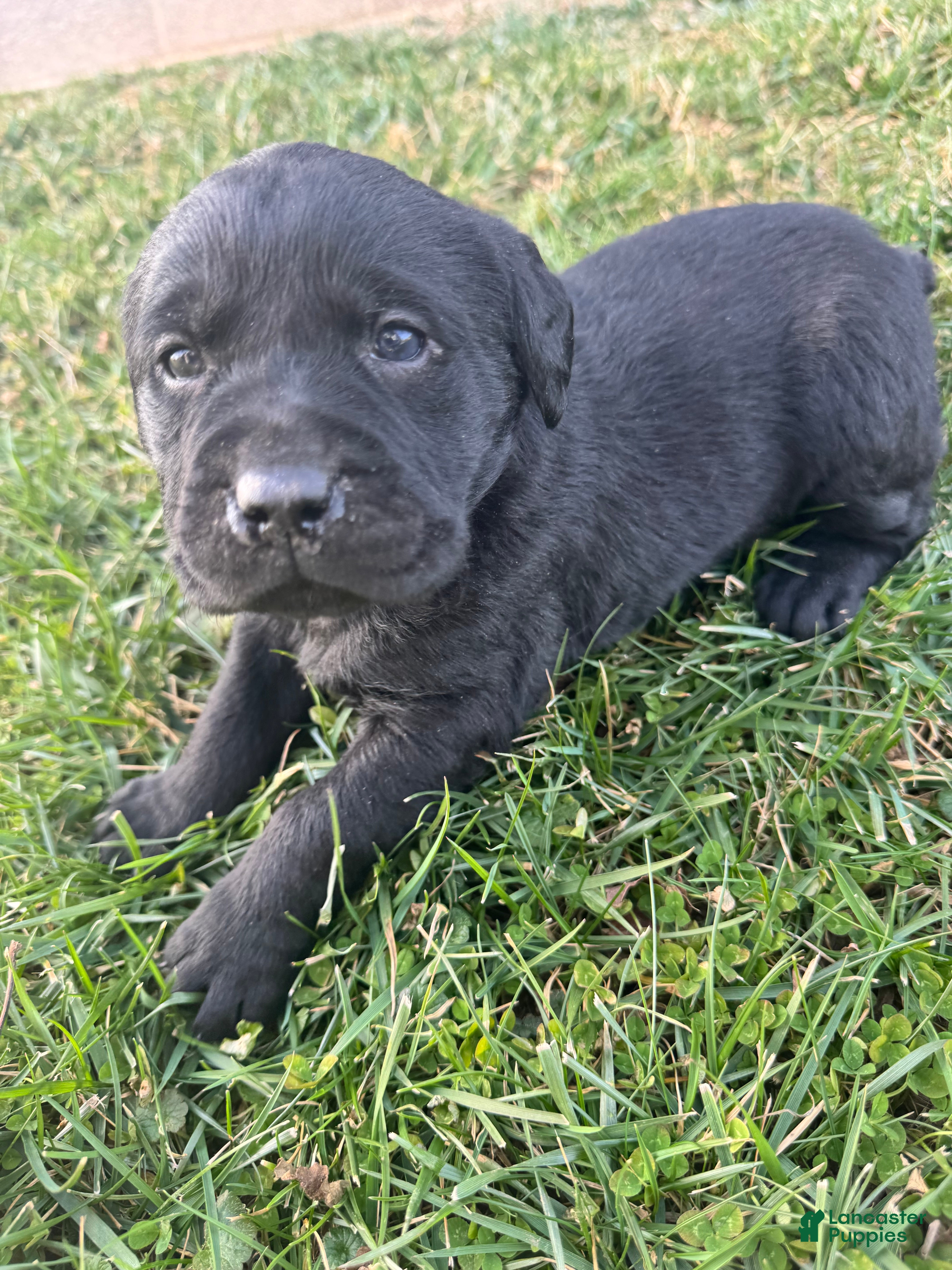 Labrador Retriever dogs Labrador Retriever Puppy 7 - Ad 39