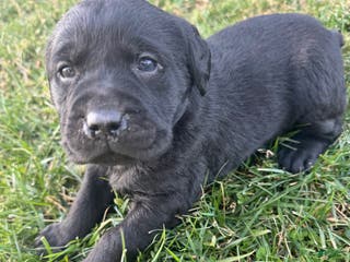 Labrador Retriever dogs Labrador Retriever Puppy 7 - Ad 29