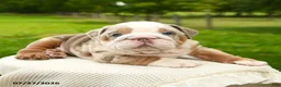 English Bulldog dogs for sale: Sarge - Ad 3