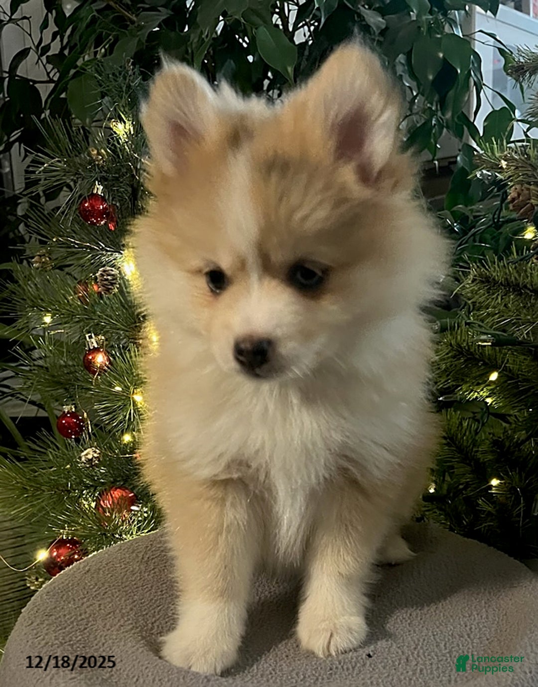 Pomsky dogs for sale: Holly - Ad 4