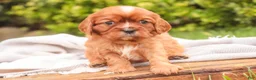 Cavalier King Charles Spaniel dogs for sale: Florie Cavalier King Charles Spaniel  - Ad 3