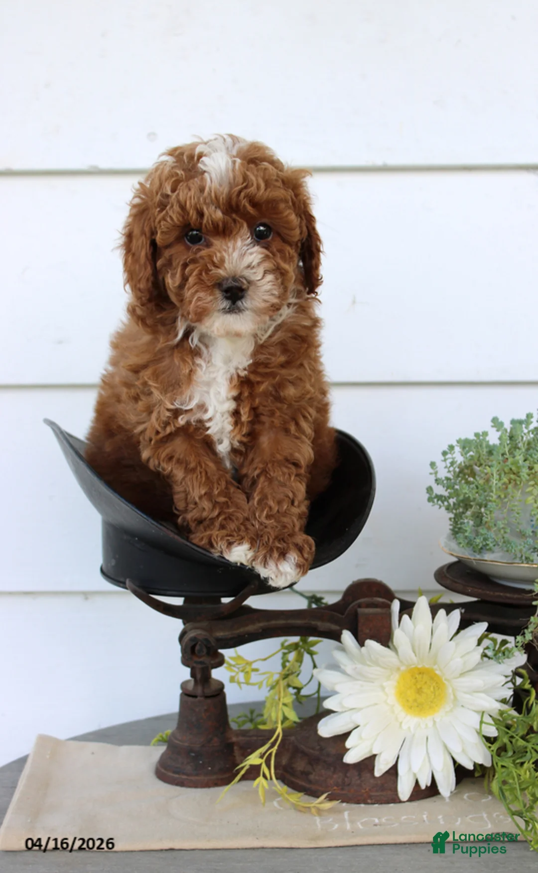 Toy Poodle dogs for sale: Peter - Ad 2