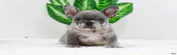French Bulldog dogs for sale: Edison - Ad 6