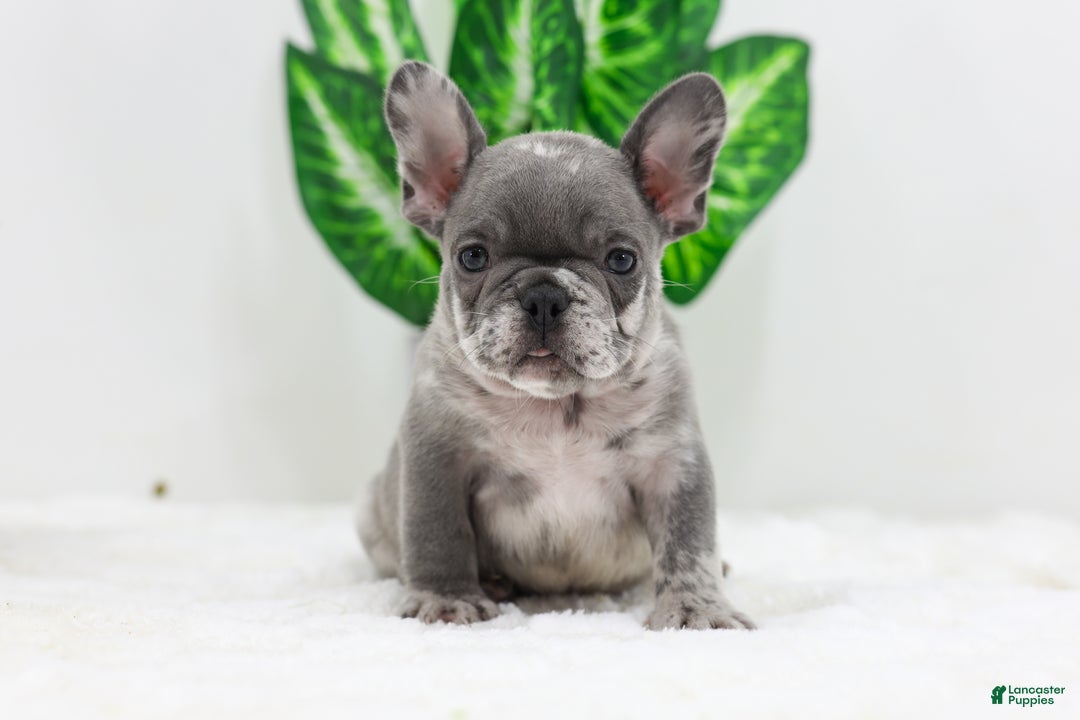 French Bulldog dogs for sale: Edison - Ad 6