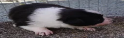 Border Collie dogs for sale: RORY - Ad 9