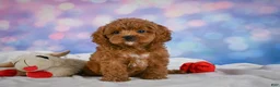 Cavapoo dogs for sale: Cookie - Ad 8