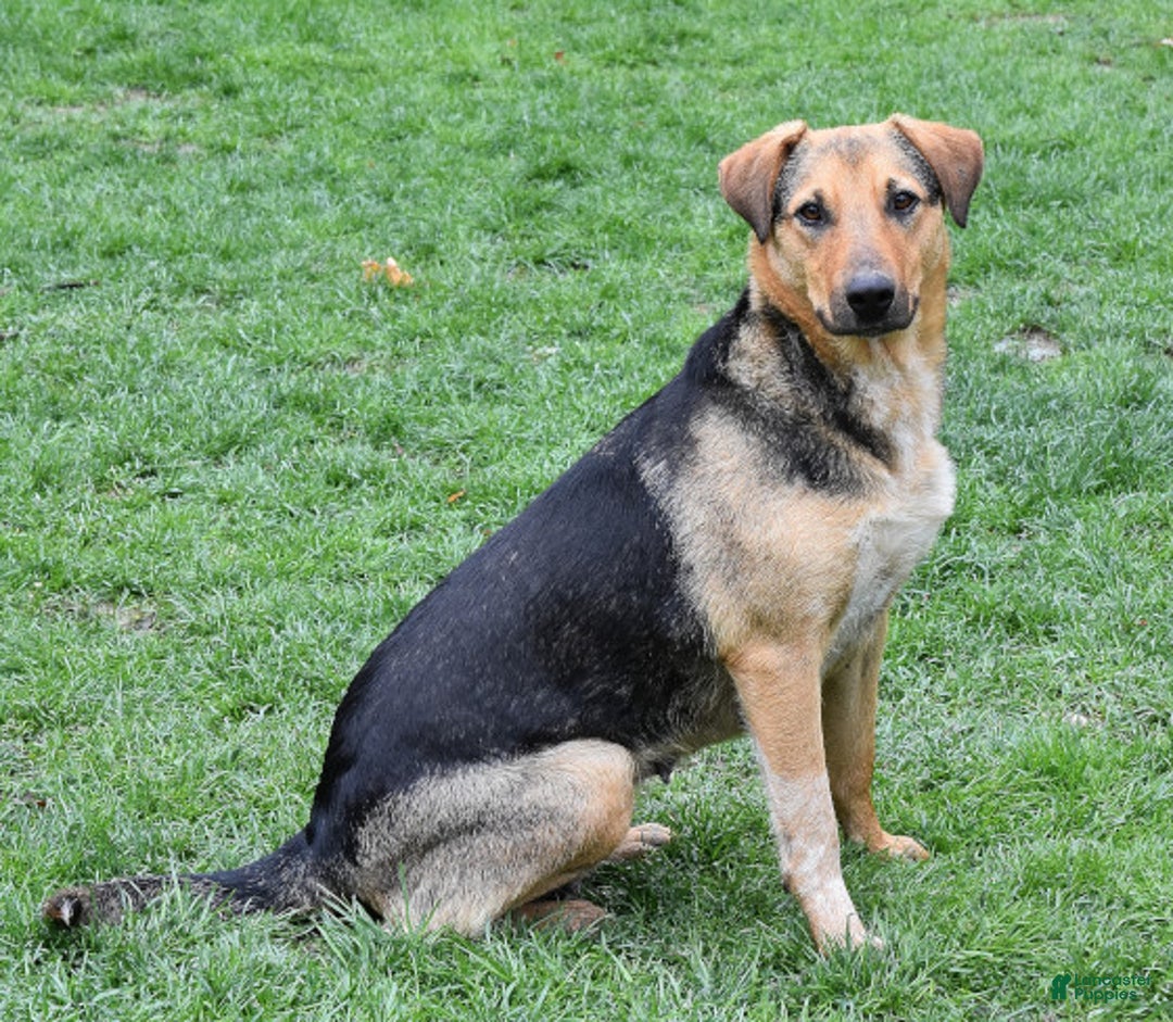 Mixed Breed dogs for sale: Nellie - Ad 4