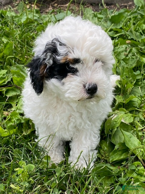 Cavapoo dogs Fritz - Ad 2