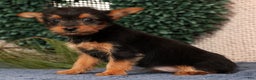 Yorkshire Terrier dogs for sale: Marsha - Ad 3