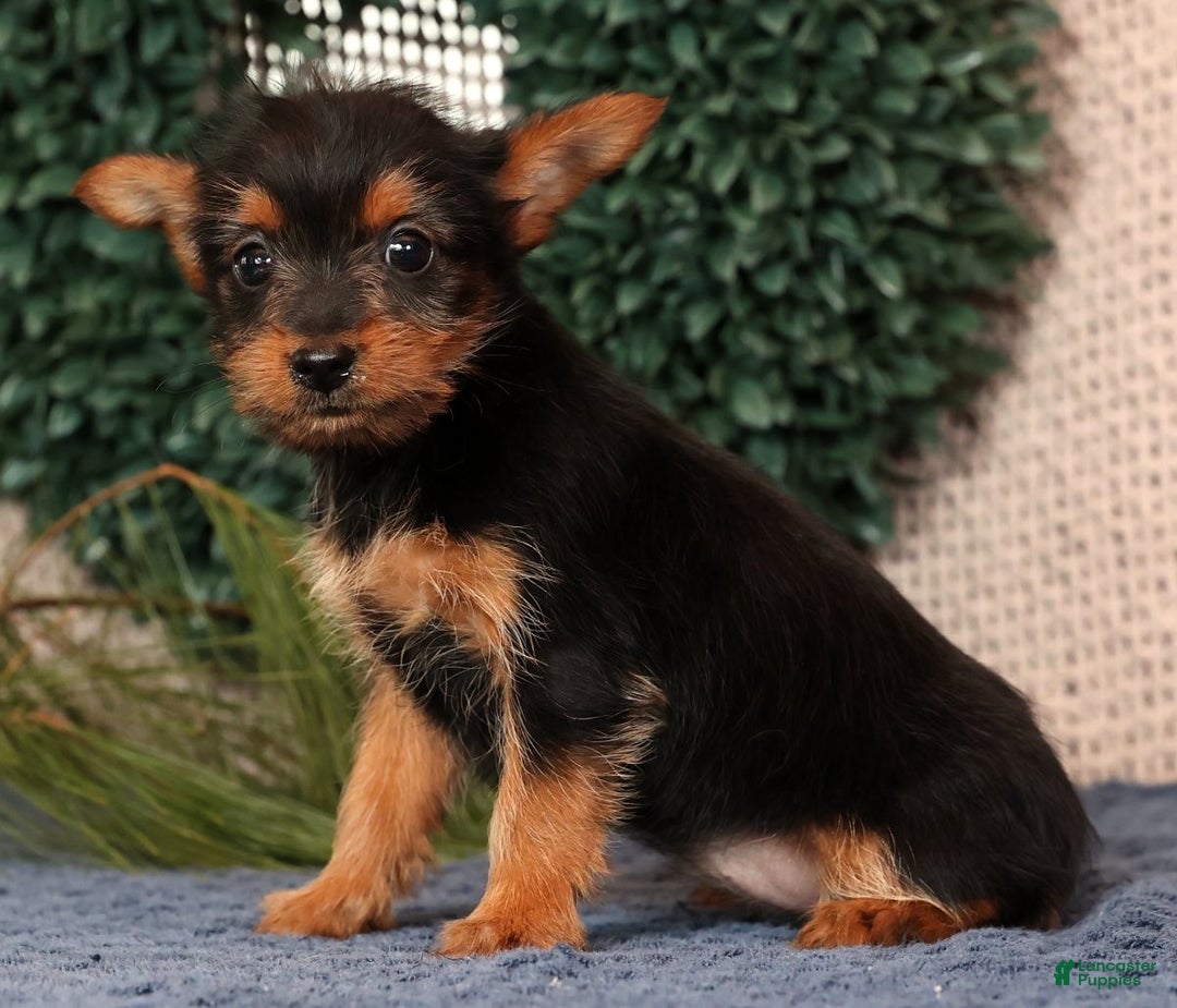 Yorkshire Terrier dogs for sale: Marsha - Ad 3