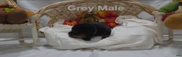 Rottweiler dogs for sale: Grey - Ad 6