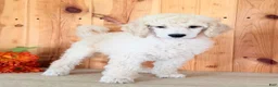 Standard Poodle dogs for sale: Snickers  - Ad 4