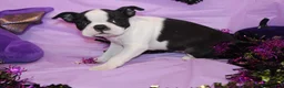 Boston Terrier dogs for sale: Lumi Your Sweet, Laid-Back Little Cuddle Bug - Ad 3