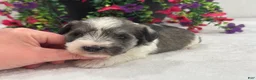 Miniature Schnauzer dogs for sale: Josie Female 3 - Ad 4