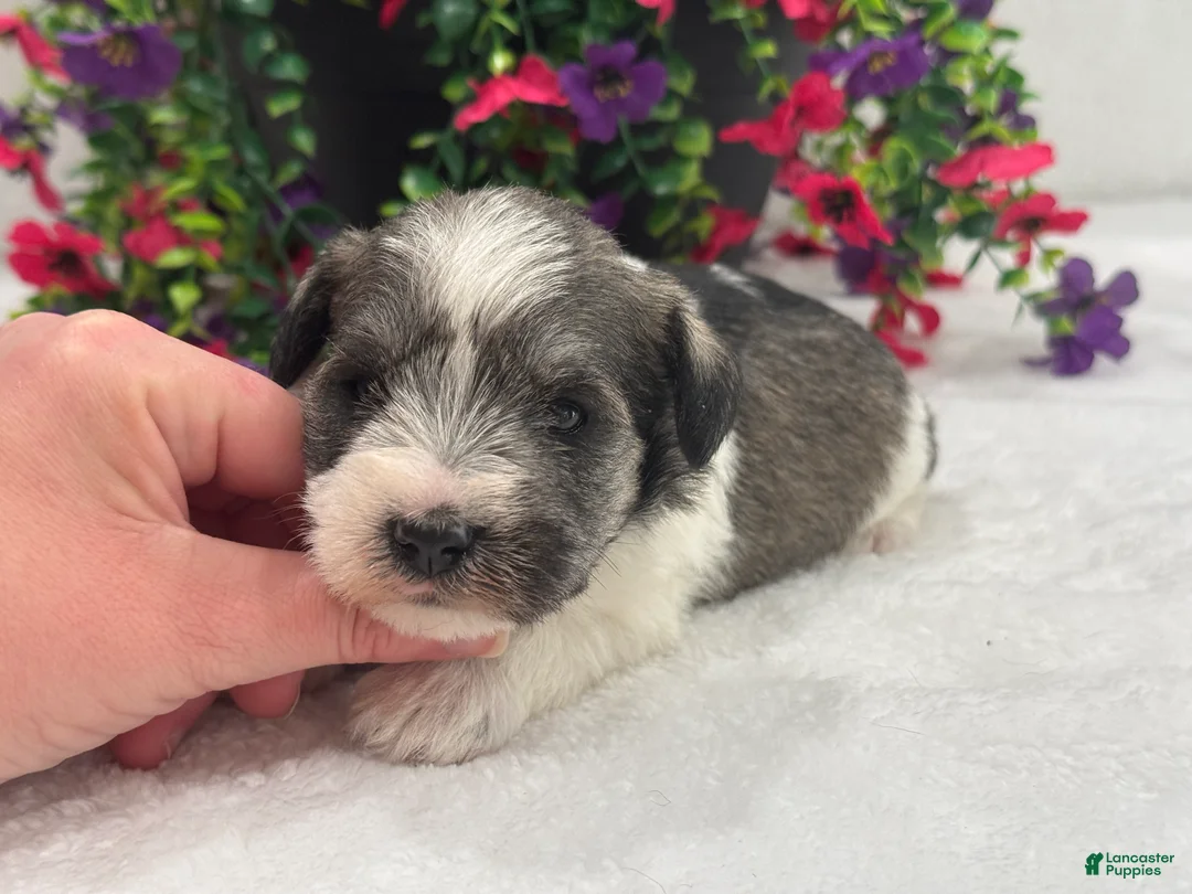Miniature Schnauzer dogs for sale: Josie Female 3 - Ad 4