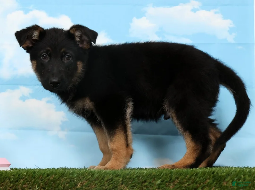 German Shepherd dogs for sale: Ward - Ad 2