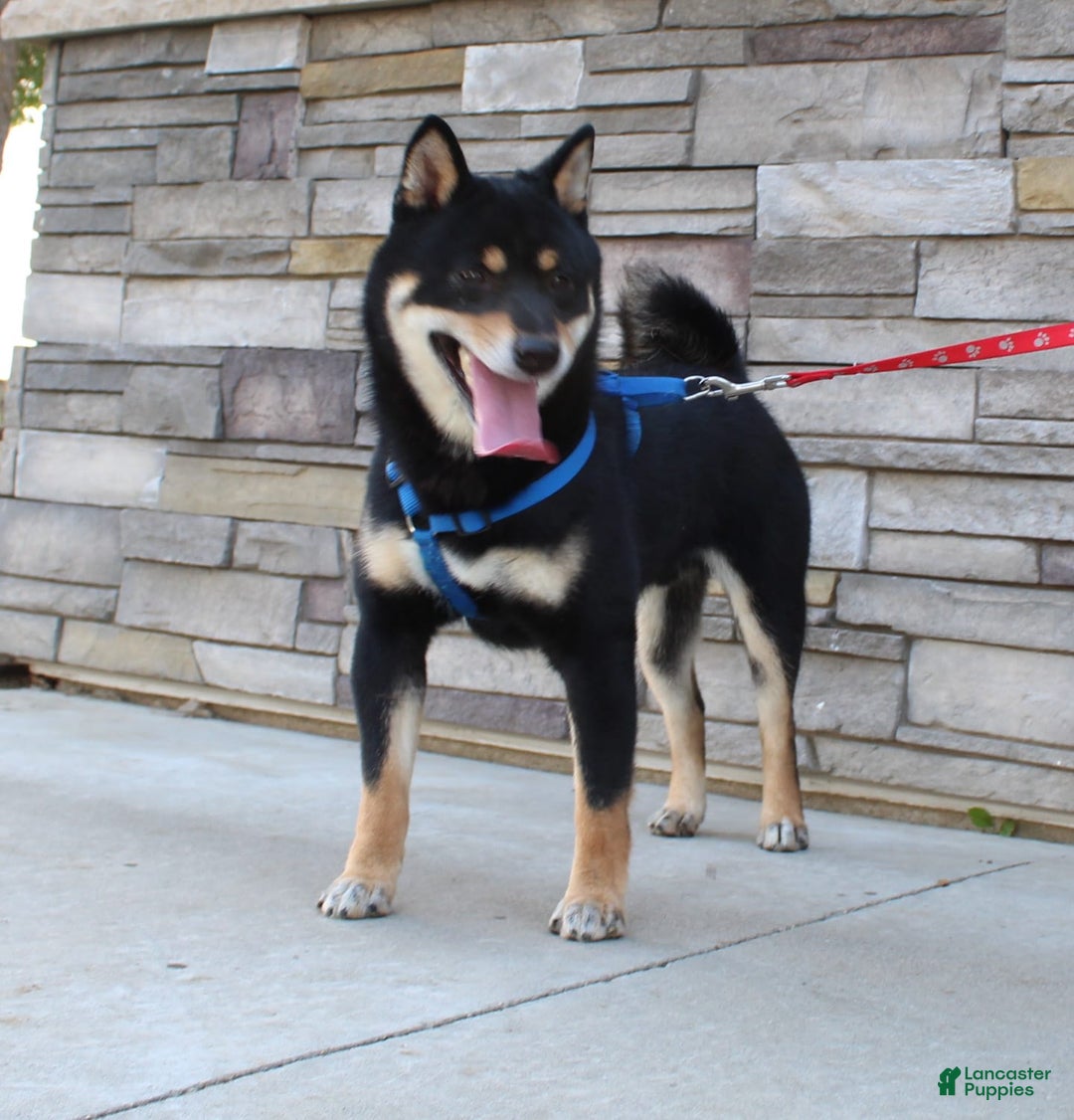 Gallery Image {{count}}