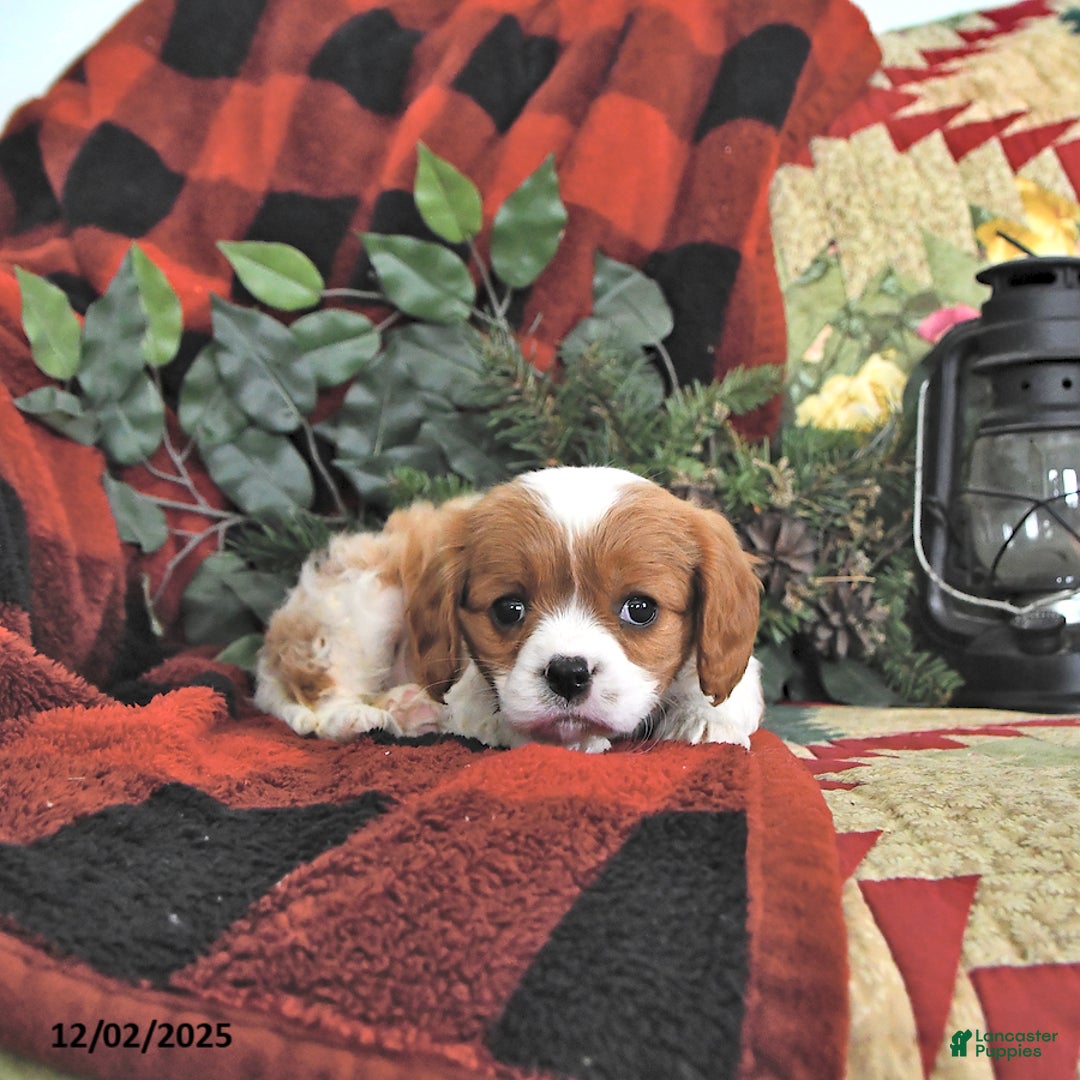 Cavalier King Charles Spaniel dogs for sale: Trixie - Ad 2