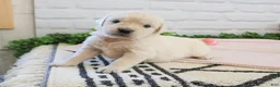 Golden Retriever dogs for sale: Arizona  - Ad 3
