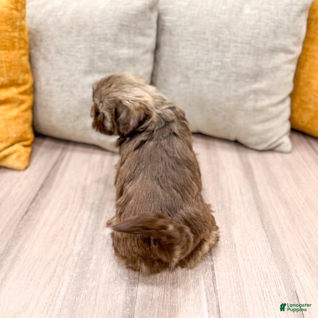 Shih Tzu dogs for sale: Ryder - Ad 5