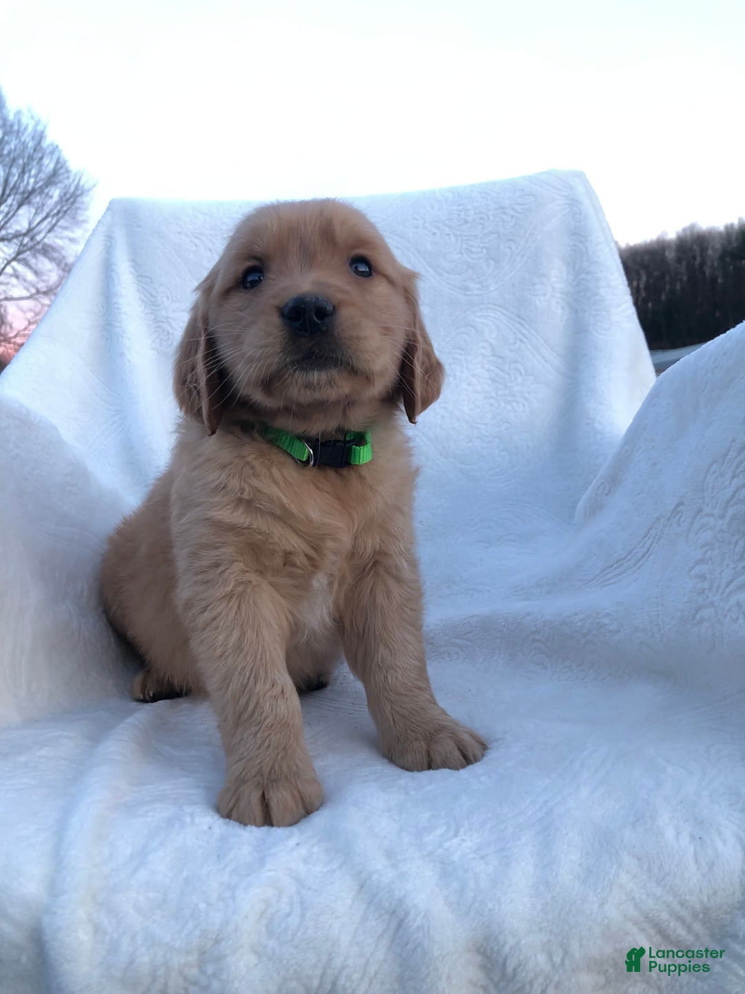 Golden Retriever dogs for sale: Romeo - Ad 2