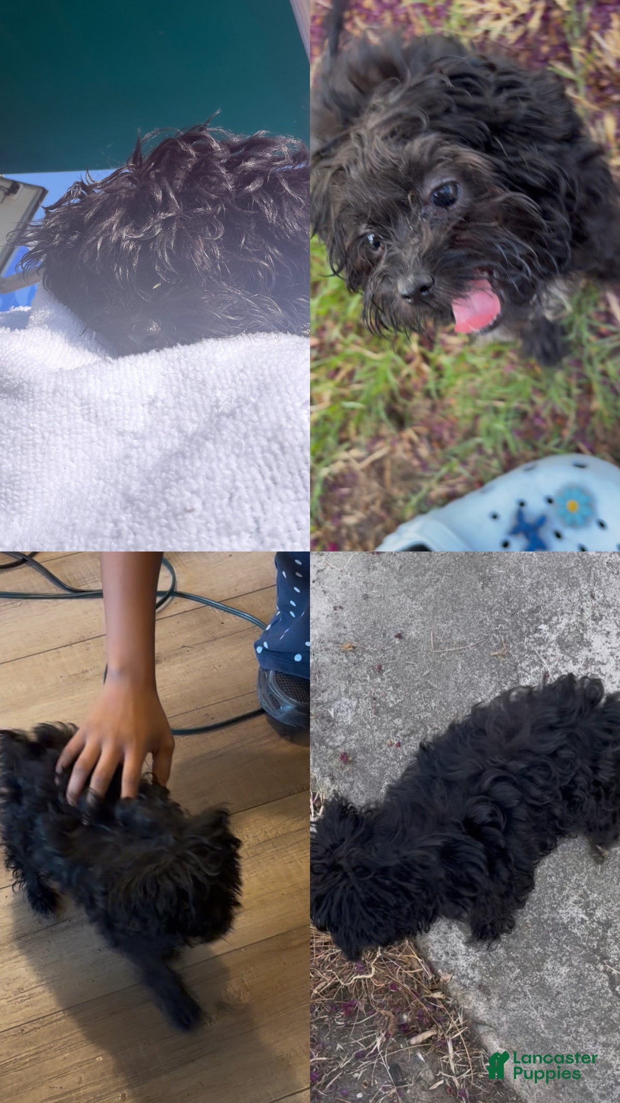 Maltipoo dogs Kiwi 🥝  - Ad 14